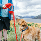 2-in-1 Dog Leash with Water Bottle